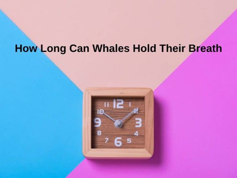 How Long Can Whales Hold Their Breath (And Why)?