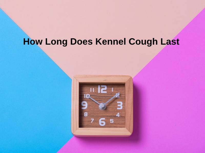 How Long Does Kennel Cough Last (And Why)?