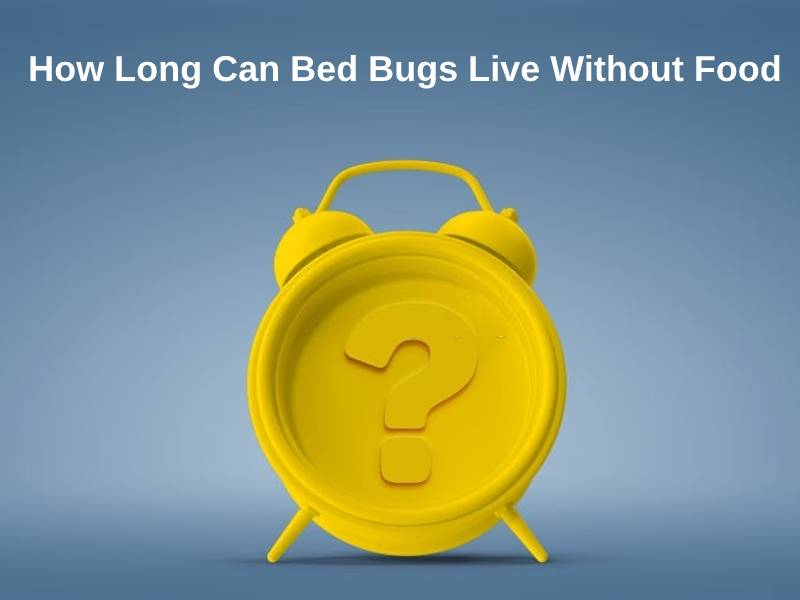 How Long Can Bed Bugs Live Without Food (And Why)?