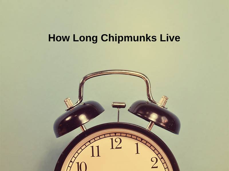 How Long Chipmunks Live