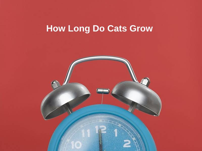 How Long Do Cats Grow