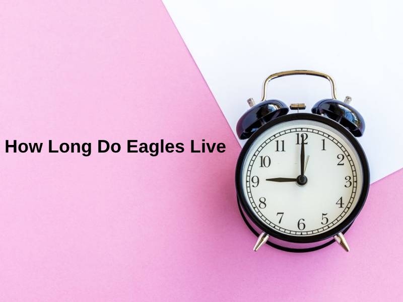 How Long Do Eagles Live