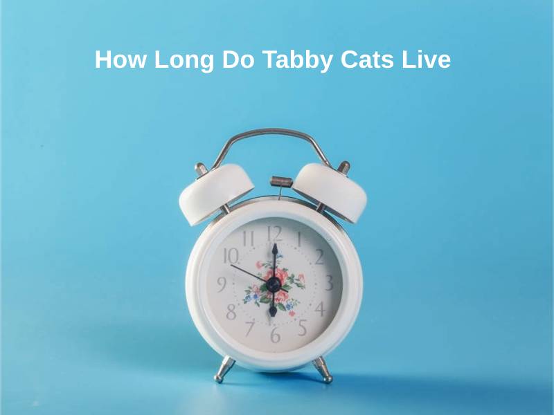 How Long Do Tabby Cats Live