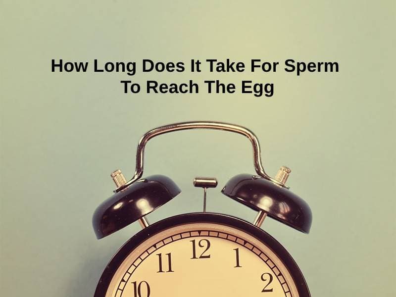 How-Long-Does-It-Take-For-Sperm-To-Reach-The-Egg