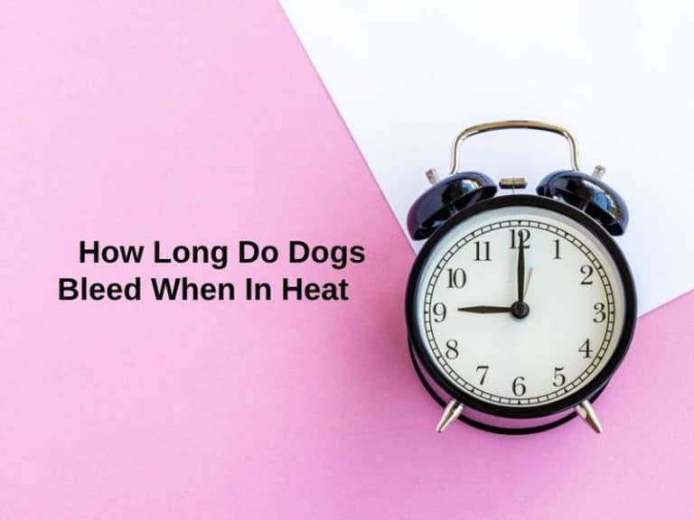 how-long-do-dogs-bleed-when-in-heat-and-why