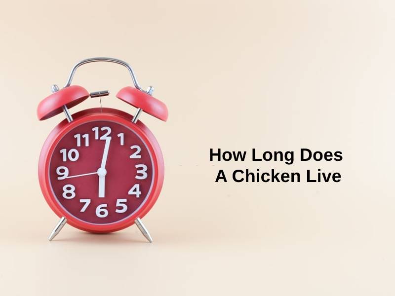 How Long Does A Chicken Live