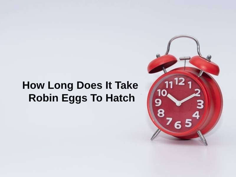 How-Long-Does-It-Take-Robin-Eggs-To-Hatch