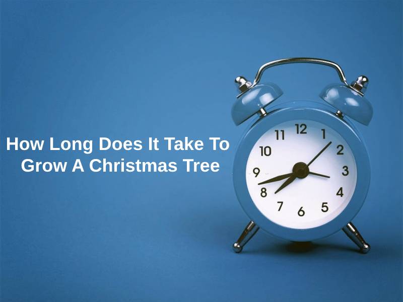 How-Long-Does-It-Take-To-Grow-A-Christmas-Tree