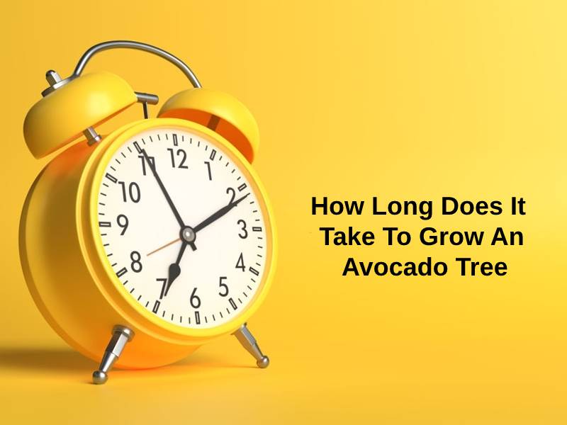 How Long Does It Take To Grow An Avocado Tree