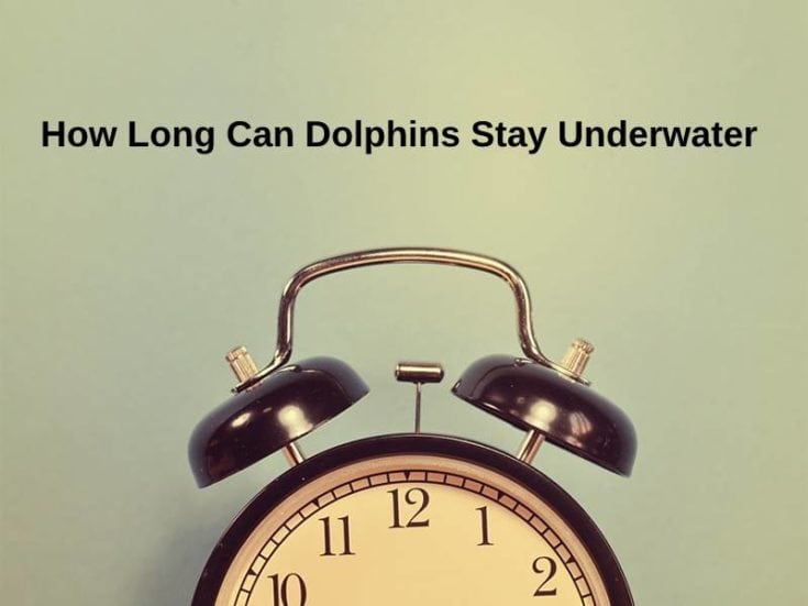 How Long Can Dolphins Stay Underwater (And Why)?