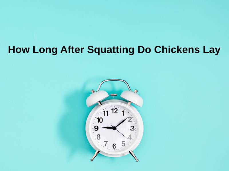 How Long After Squatting Do Chickens Lay