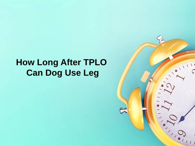 How Long After TPLO Can Dog Use Leg