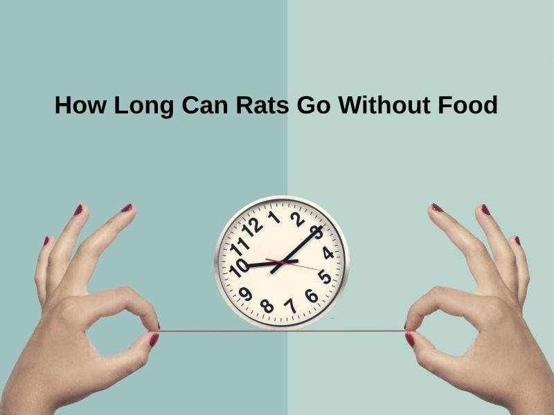 How Long Can Rats Go Without Food