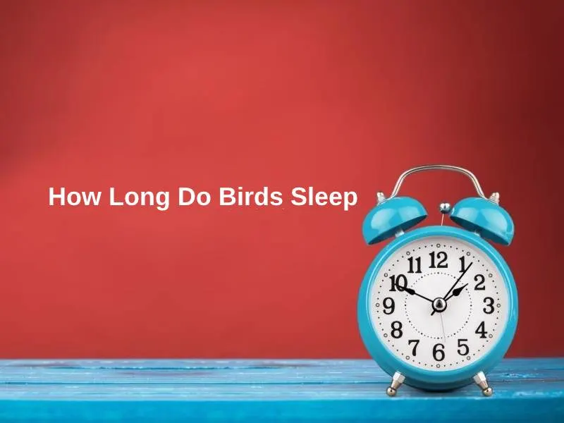 Quanto dormono gli uccelli