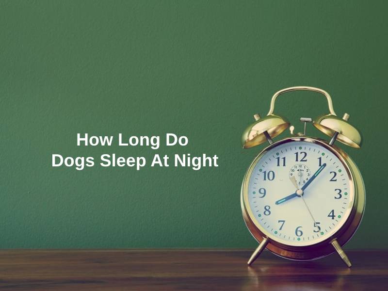 How Long Do Dogs Sleep At Night