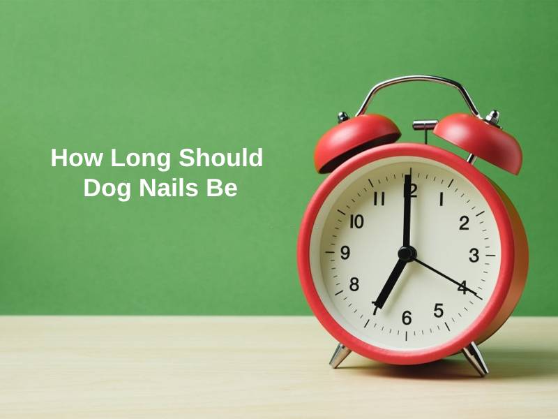 How-Long-Should-Dog-Nails-Be