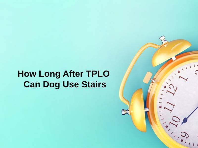 how-long-after-tplo-can-dog-use-stairs-and-why