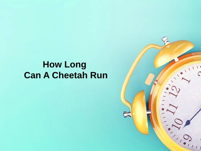 How Long Can A Cheetah Run