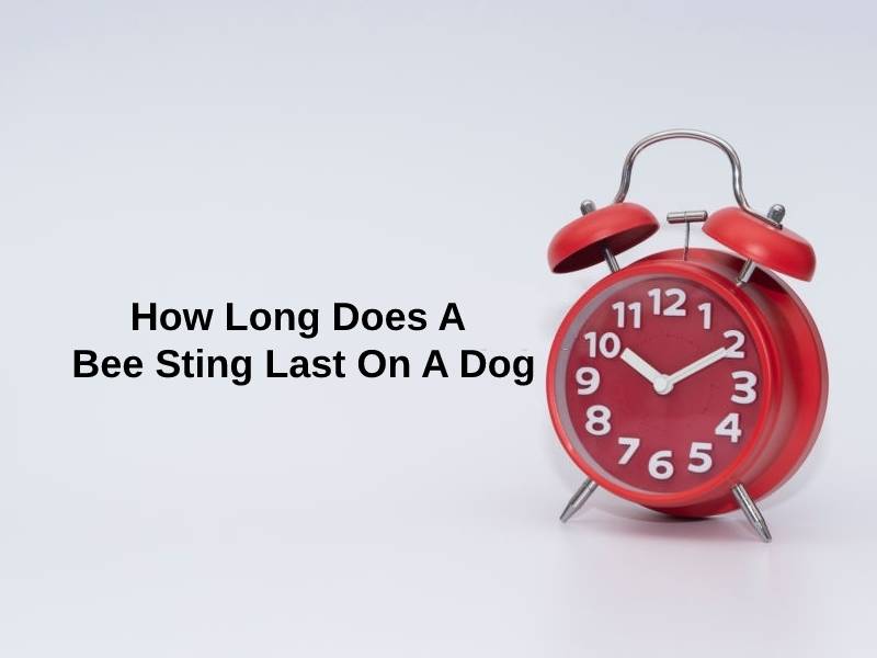 How Long Does A Bee Sting Last On A Dog