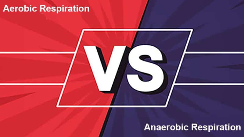 Aerobic vs Anaerobic Respiration - Cellular respiration is the mechanism through which energy is released within cells owing to the breakdown of glucose molecules. Based on how much oxygen is used, the process may be split into two categories: aerobic and anaerobic respiration. Many plants and animals use aerobic respiration. Human muscle cells and other organisms all use anaerobic respiration.