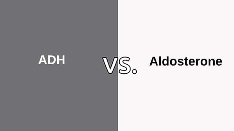 Difference-Between-ADH-and-Aldosterone