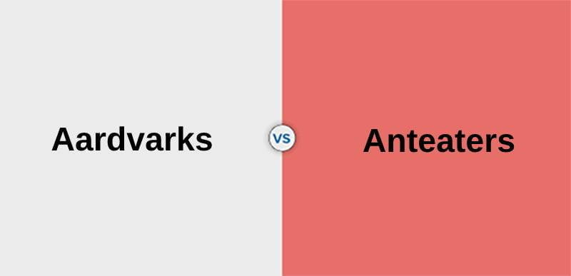 Разница между трубкозубами и муравьедами