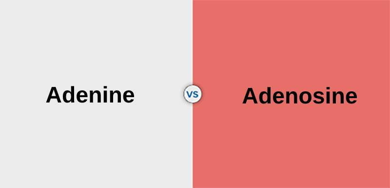 Verschil tussen adenine en adenosine