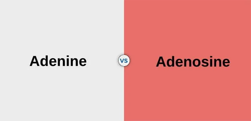 Razlika između adenina i adenozina