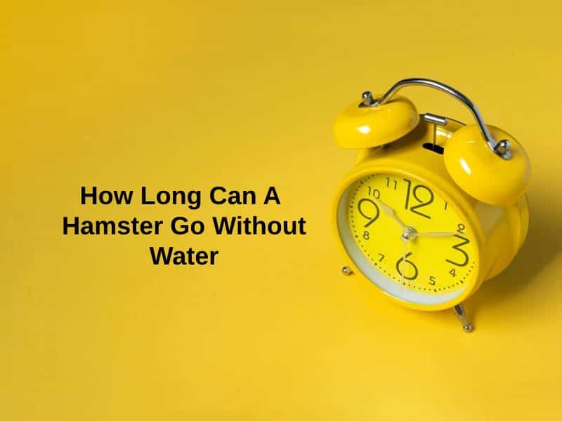 How-Long-Can-A-Hamster-Go-Without-Water