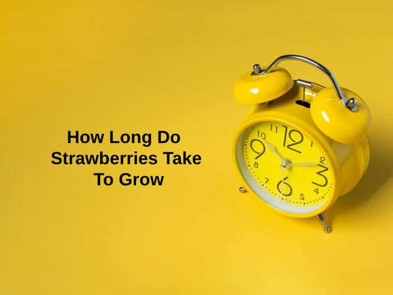 How Long Do Strawberries Take To Grow