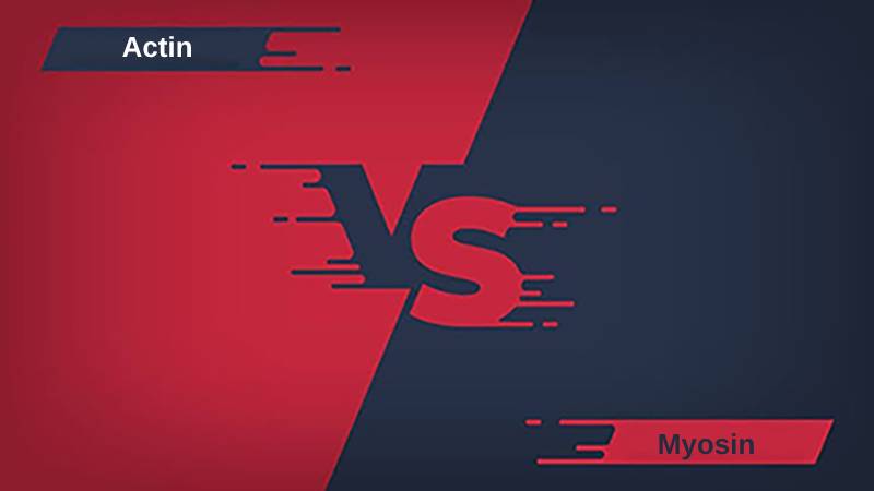 Aktin vs Miosin - Protein merupakan blok pembangun otot. Molekul protein tersebut adalah aktin dan miosin yang ditemukan di otot, yang terutama bertanggung jawab atas kontraksi otot pada manusia dan spesies lainnya. Aktin dan miosin merupakan filamen polipeptida yang bekerja saat ion kalsium hadir. Teori filamen geser paling baik menjelaskan aktivitas aktin dan miosin dalam kontraksi otot. Ralph Niedergerke, Jean Hanson, dan Andrew Huxley mengajukan hipotesis ini pada tahun 1954.
