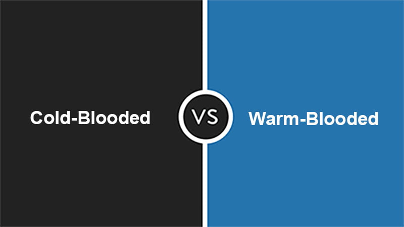Cold Blooded vs Warm Blooded