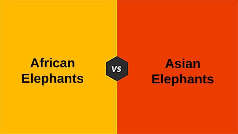 Difference Between African and Asian Elephants (With Table)