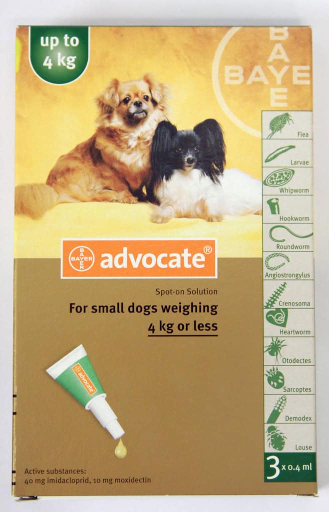 advocating dog