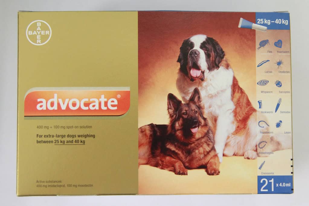 advocating dog