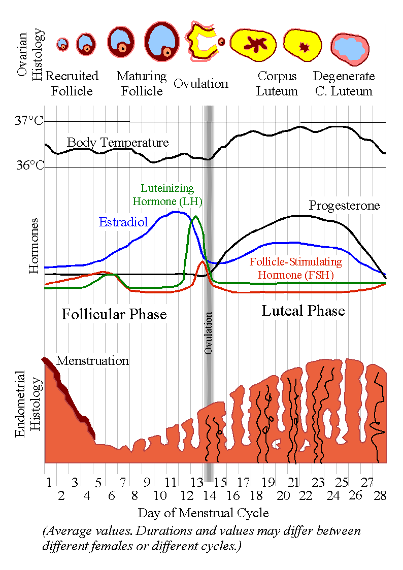 Basal body temperature