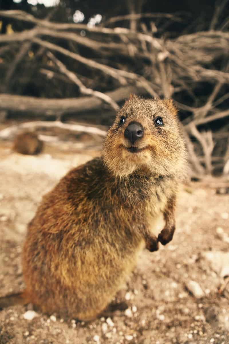 Beaver