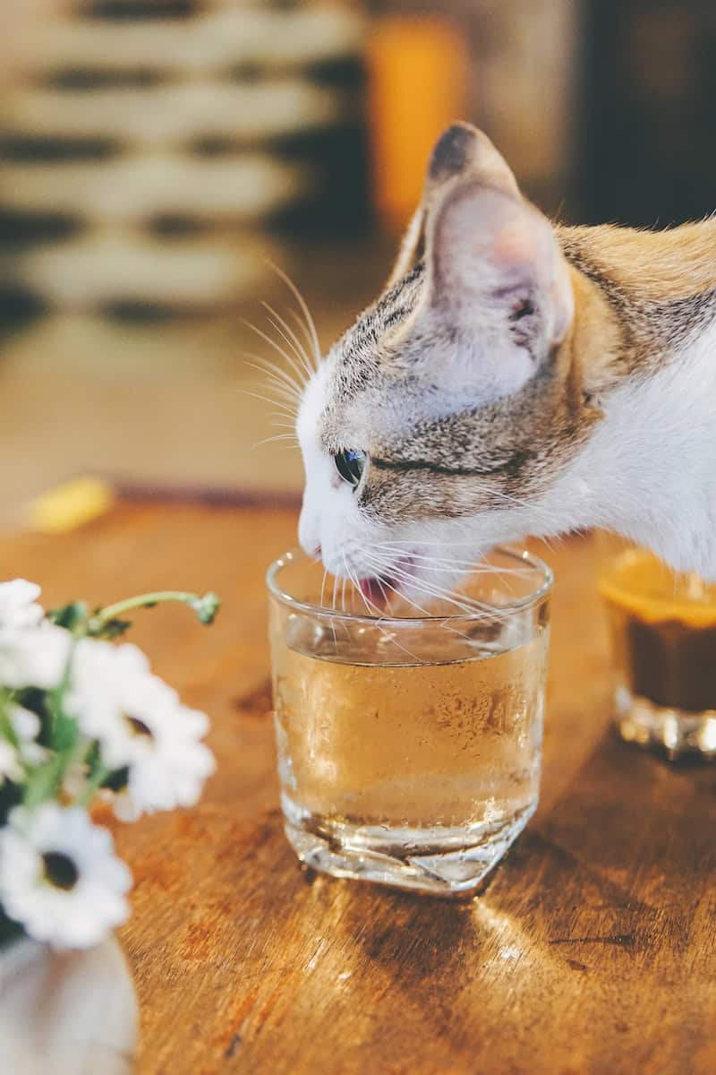 white and brown cat on brown wooden table