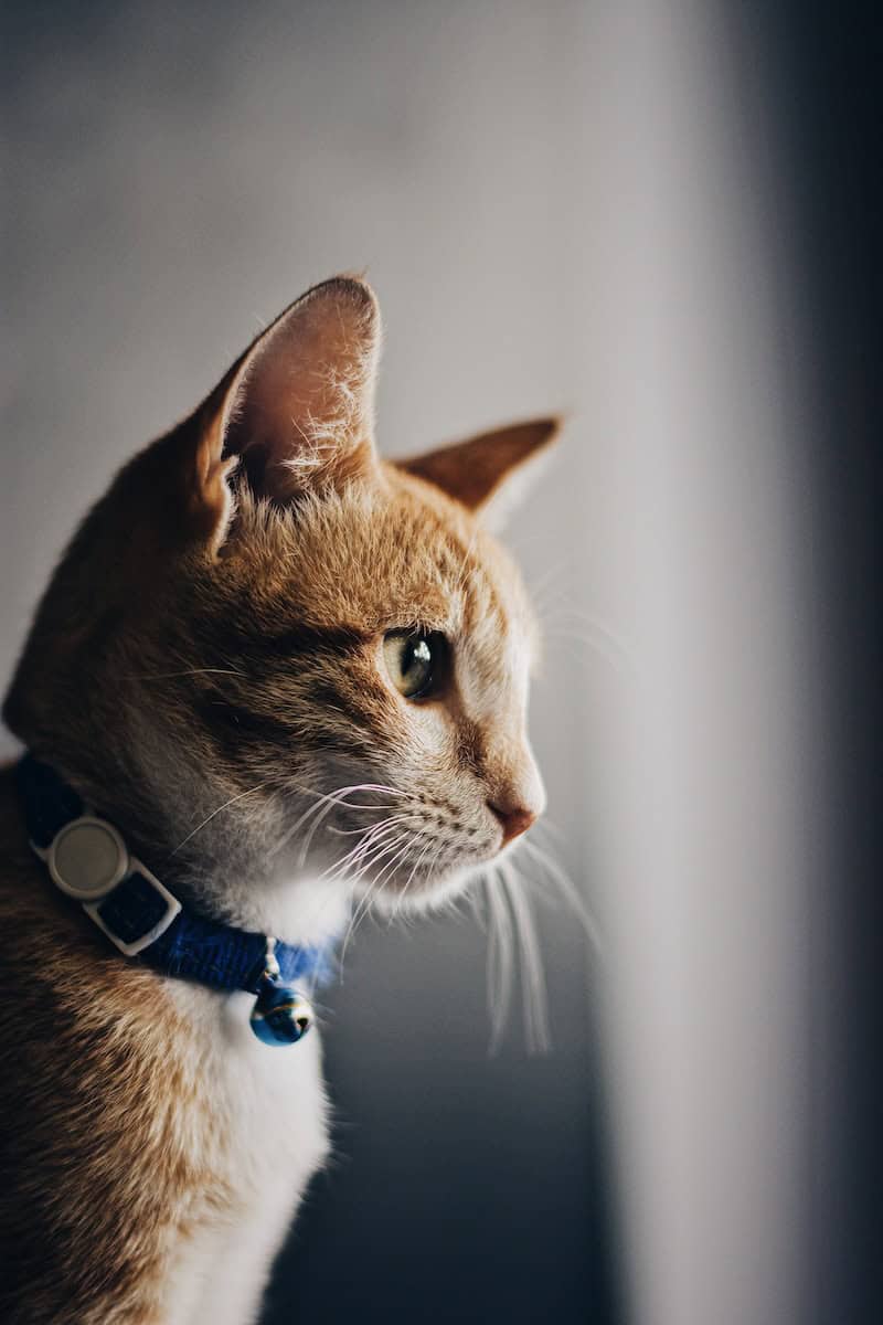 cats