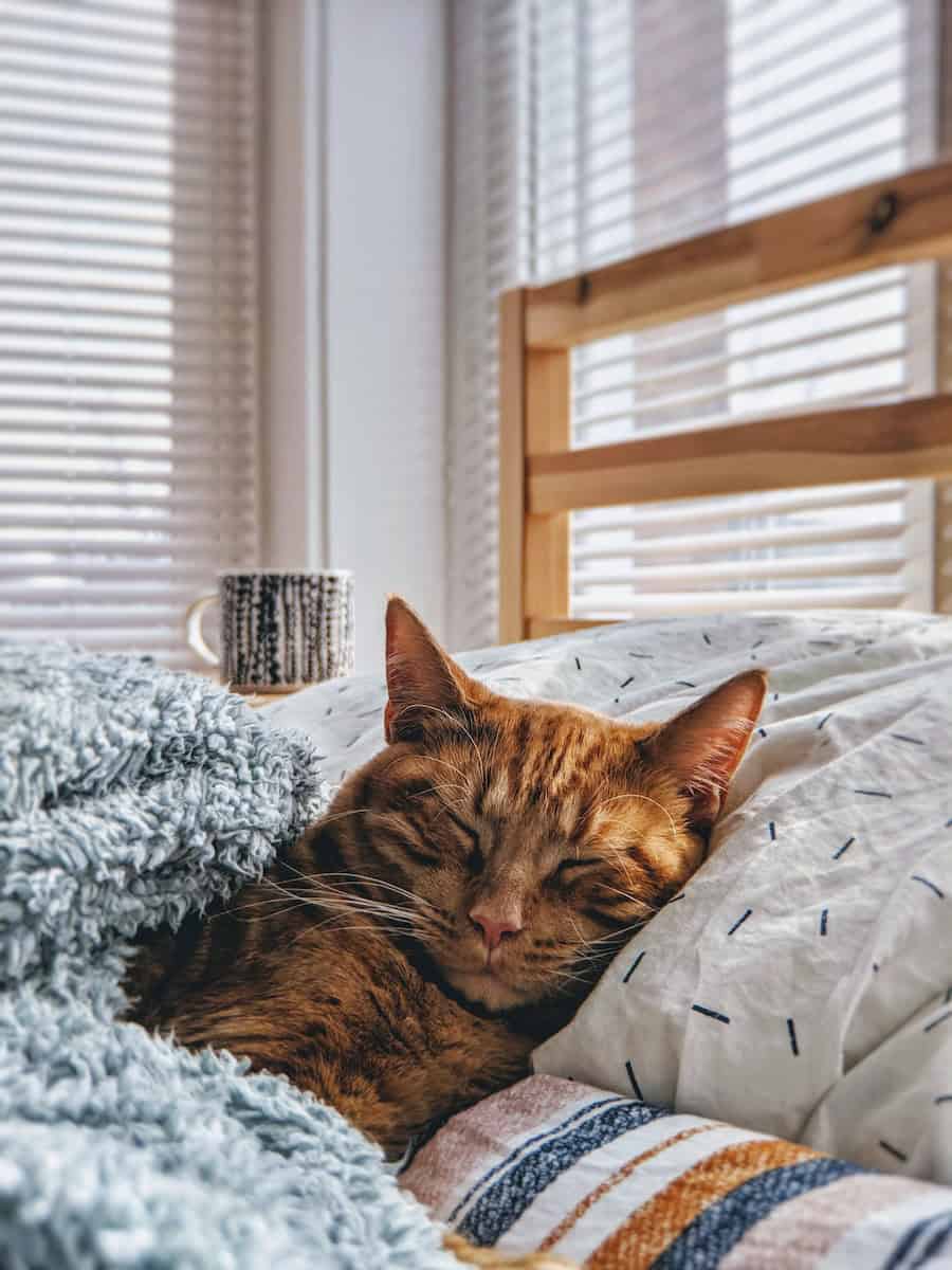 cats
