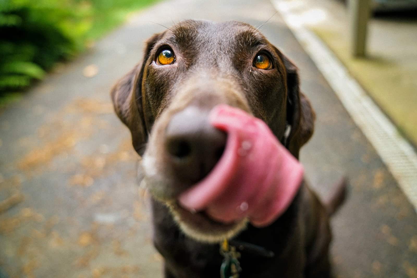 Dog Stops Eating