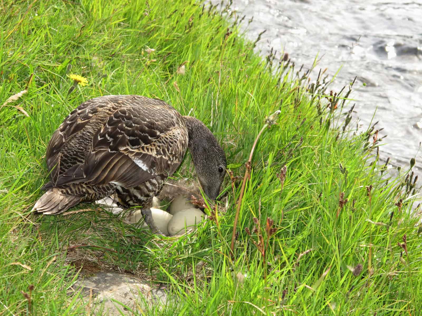 Duck Eggs