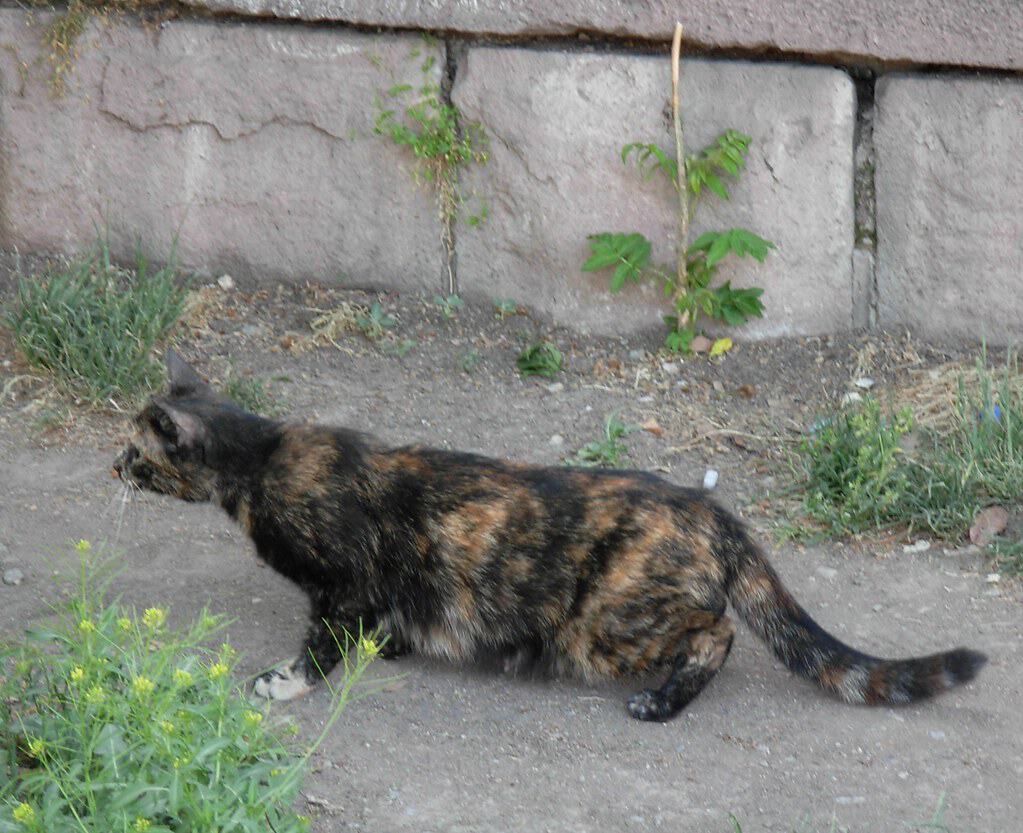 Feral cat hunting for food