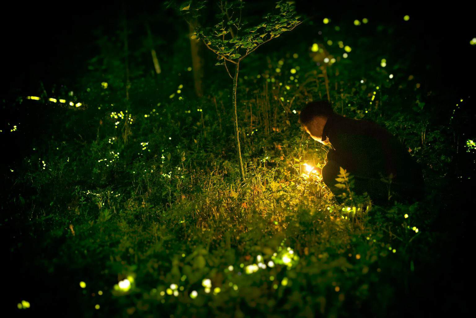 How Long Do Fireflies Live (And Why)?