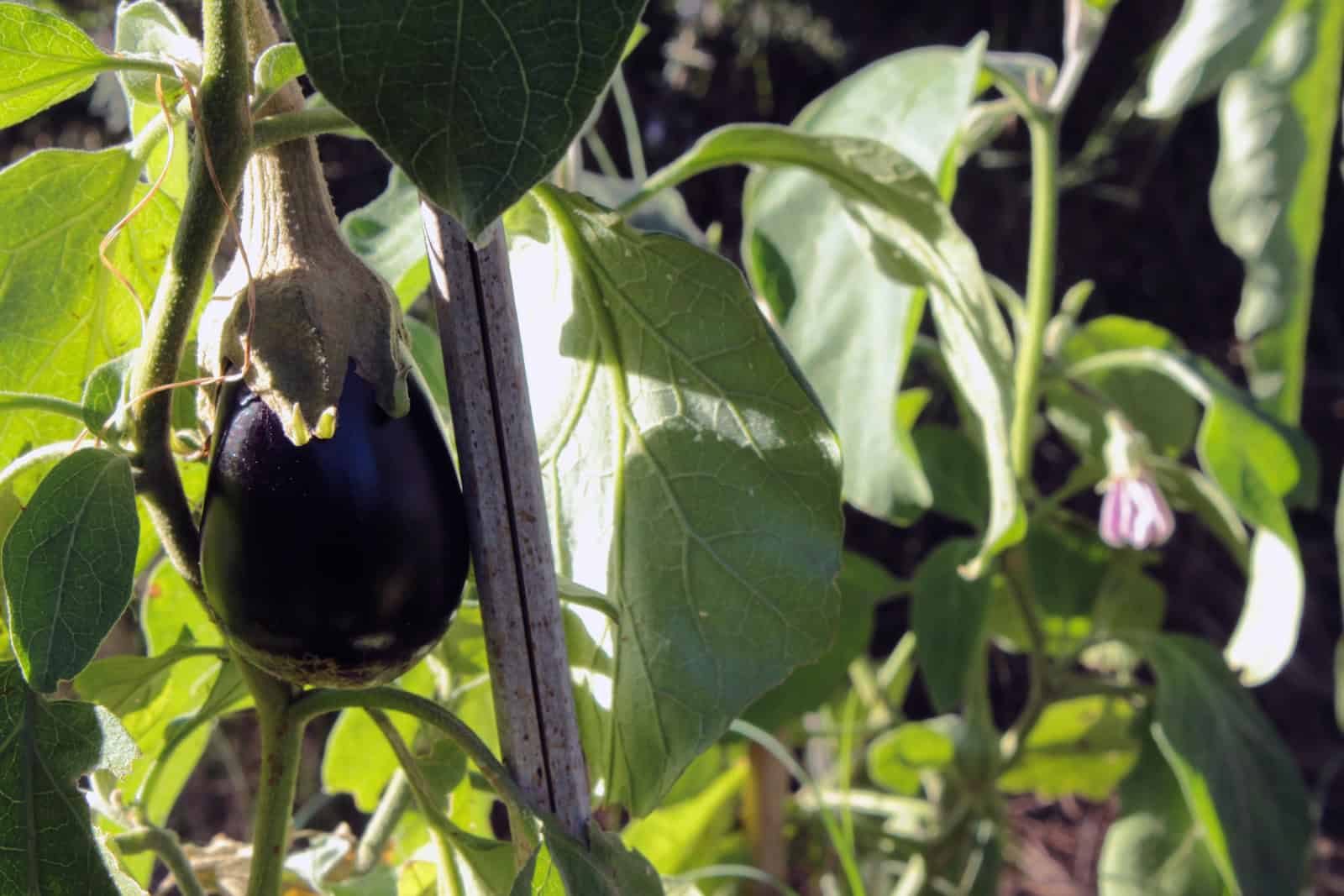 Flowering Do Eggplant