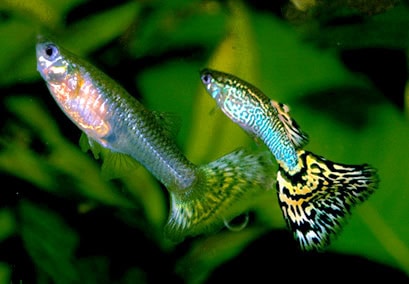 Guppies swimming