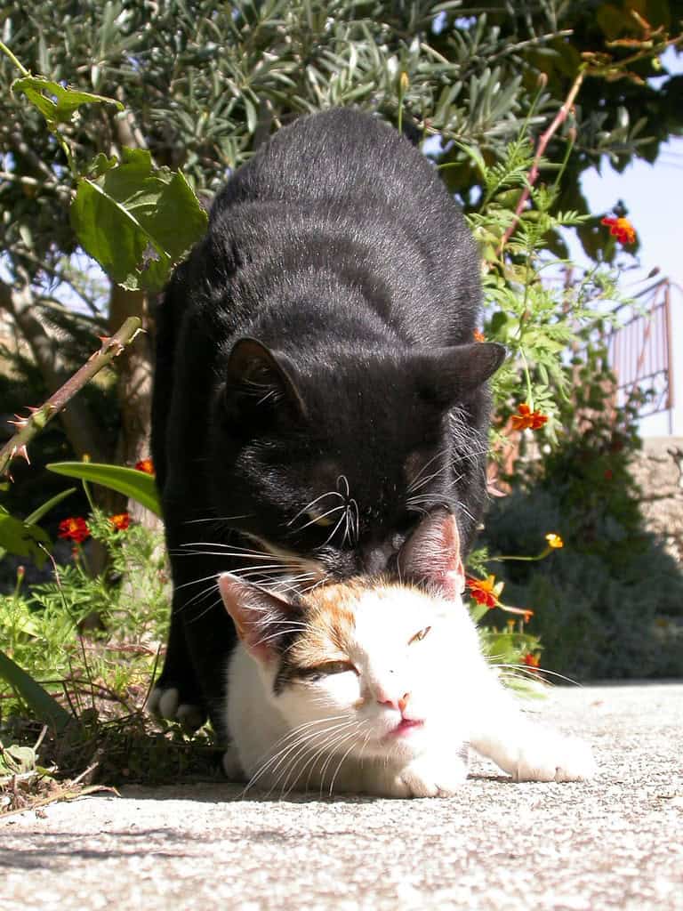 Mating Cat