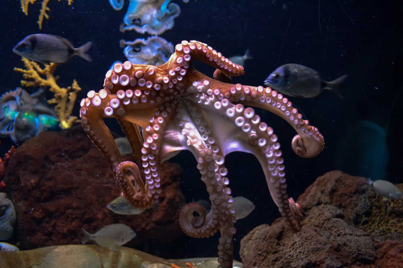 How Long Do Octopus Live (And Why)?