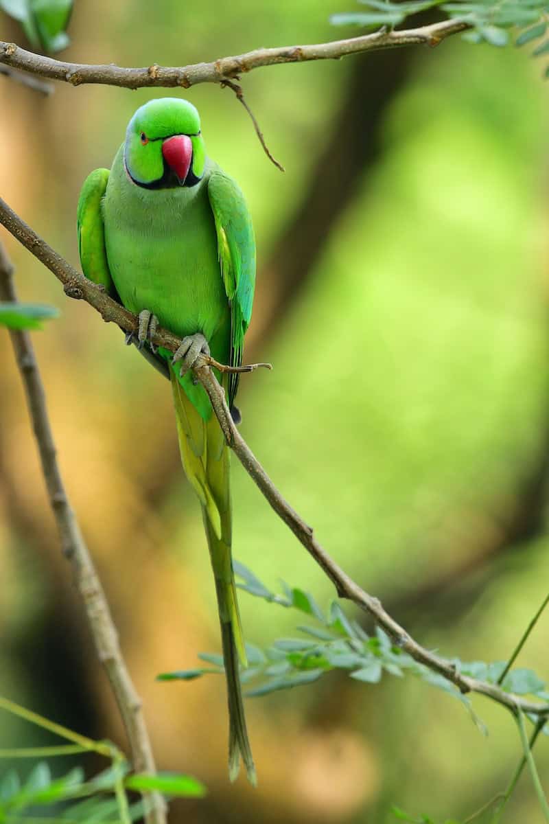 Parrots