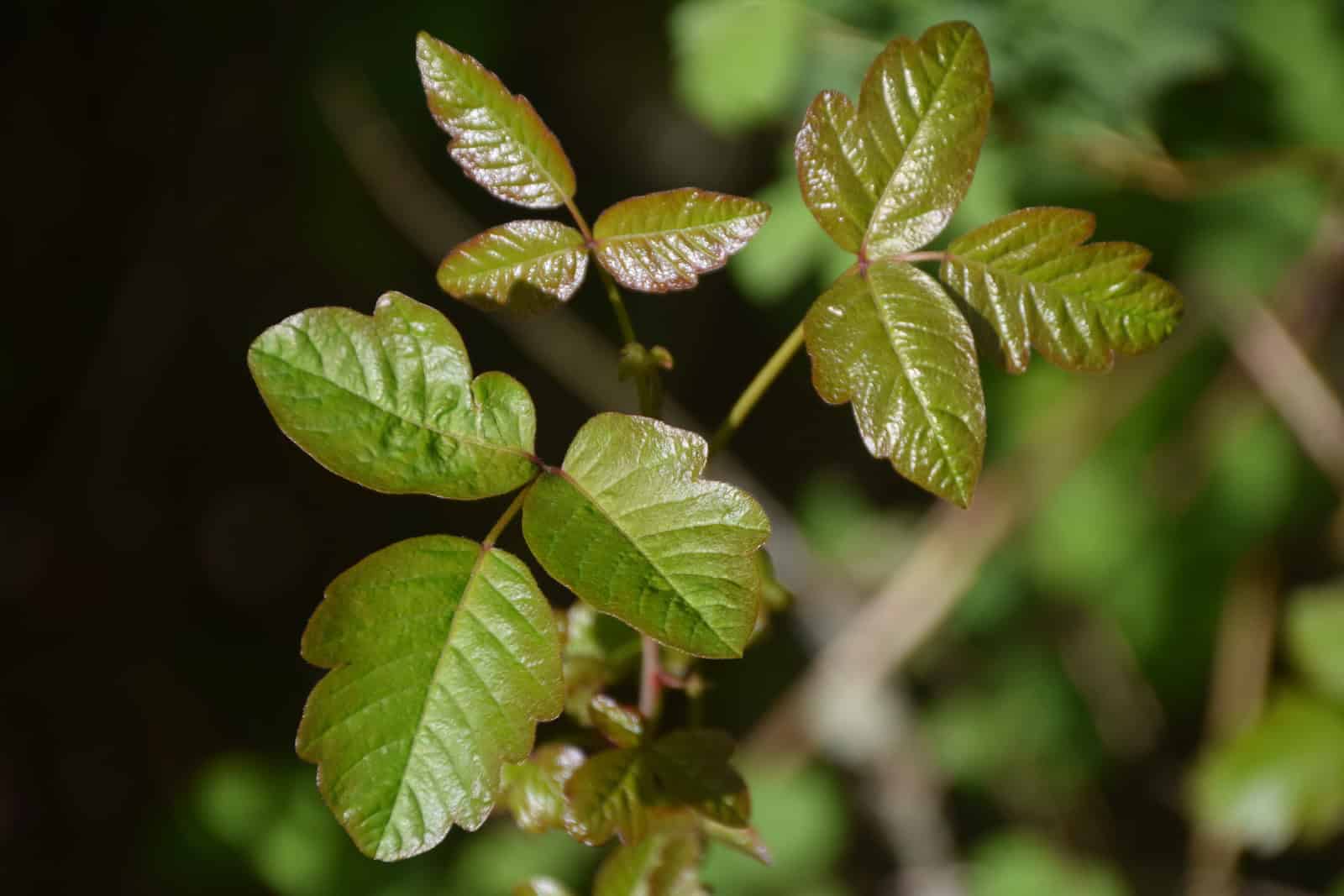 how-long-does-poison-ivy-last-and-why